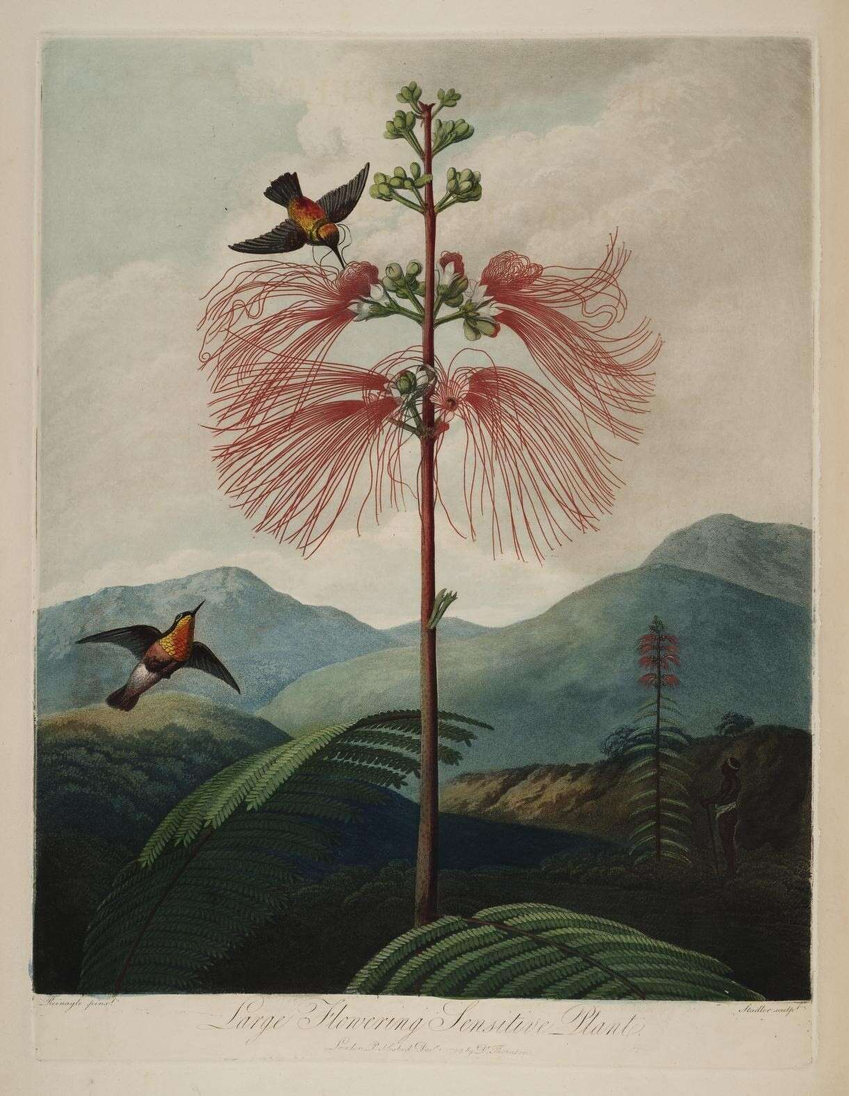 Image of Calliandra houstoniana var. anomala (Kunth) Barneby
