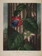 Image of passionflower