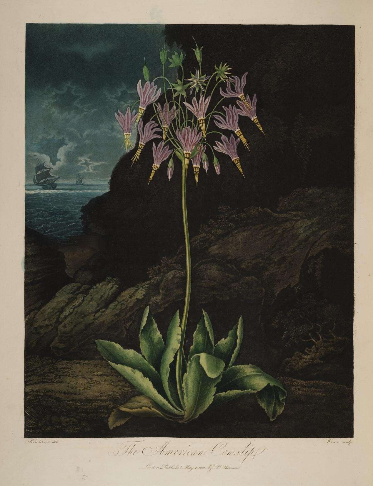 Image of American Cowslip