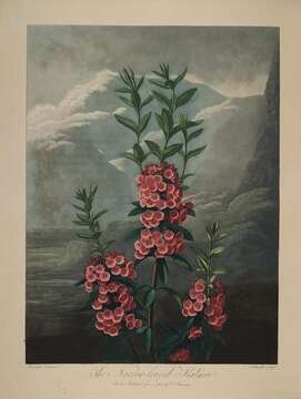 Image of sheep laurel