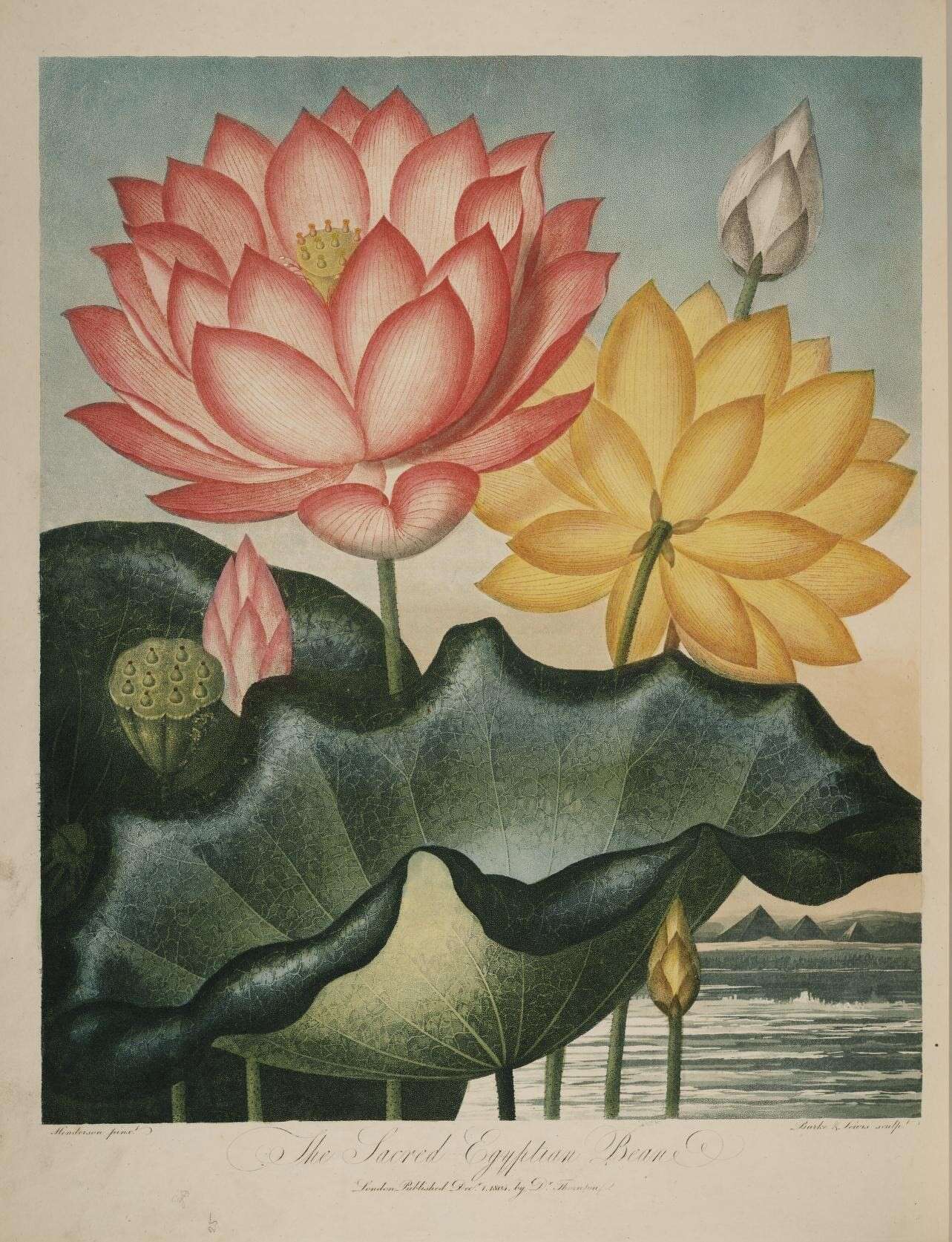 Image of sacred lotus