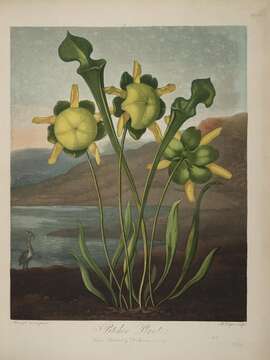 Image of Yellow pitcher plant