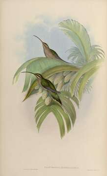 Phaethornis superciliosus (Linnaeus 1766) resmi