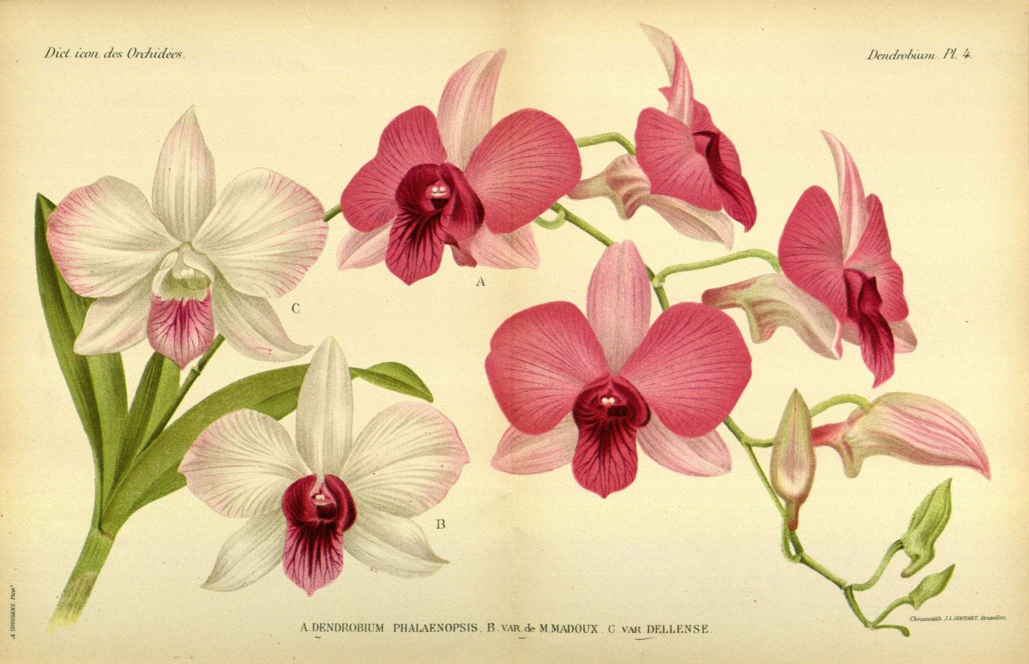 صورة Dendrobium bigibbum var. superbum Rchb. fil.