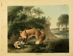 Imagem de Vulpes vulpes fulvus (Desmarest 1820)