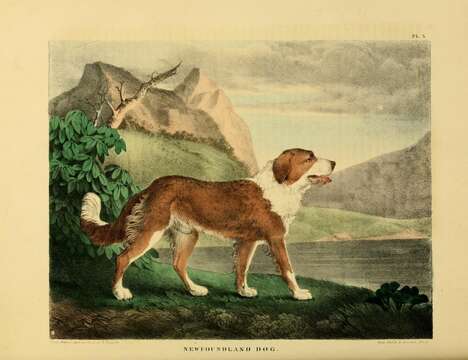 Plancia ëd Canis lupus familiaris Linnaeus 1758