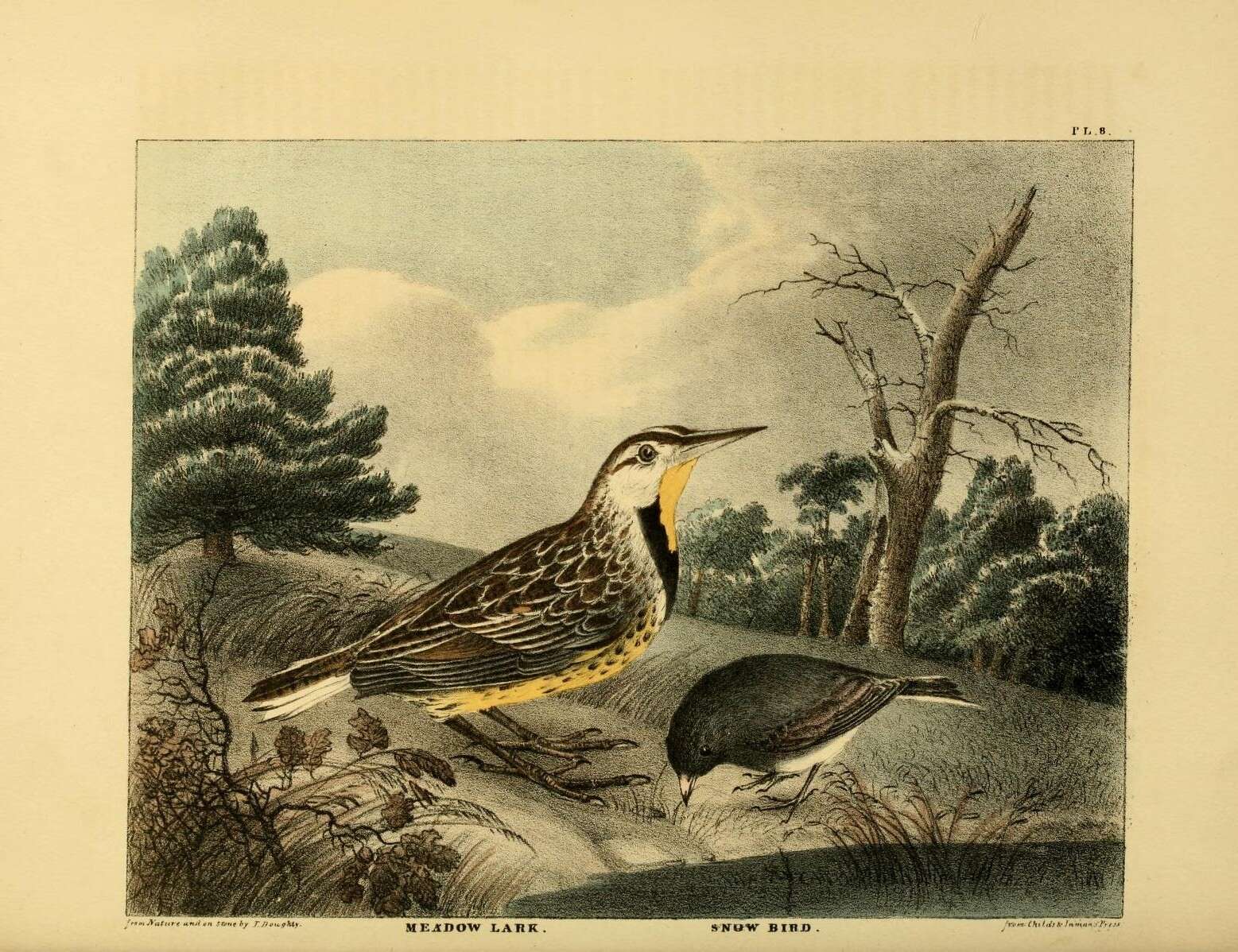 Image of Eastern Meadowlark