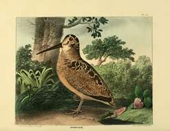 Image of Woodcock