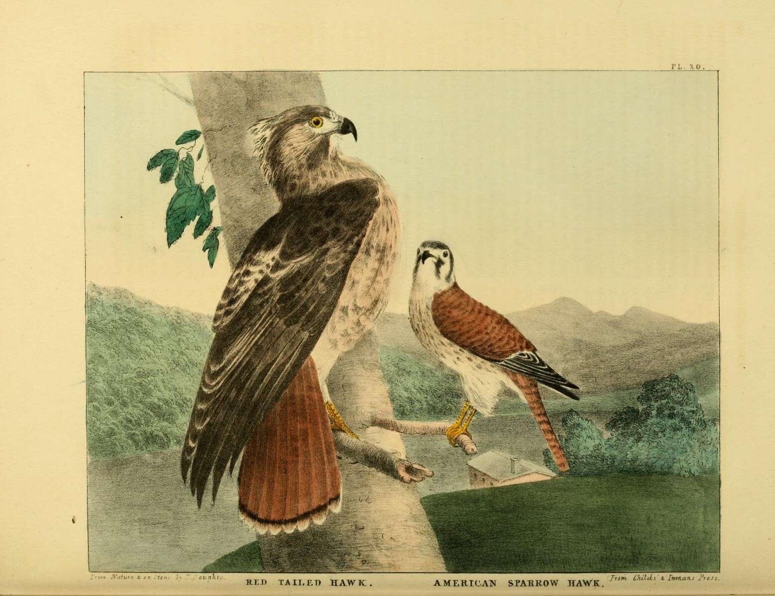 Image of Buteo Lacépède 1799