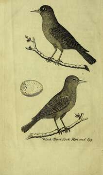 Image of Blackbird