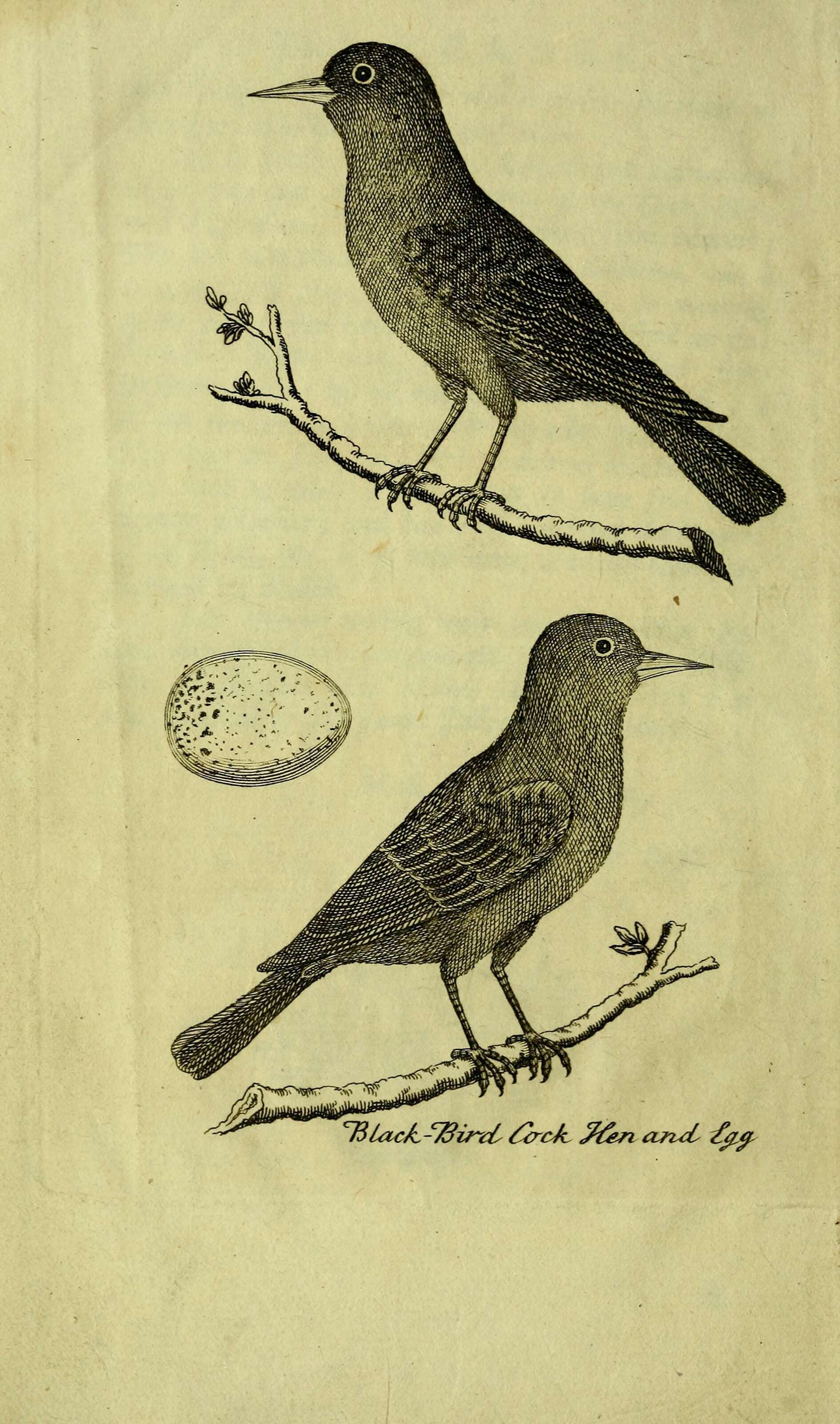 Image of Blackbird