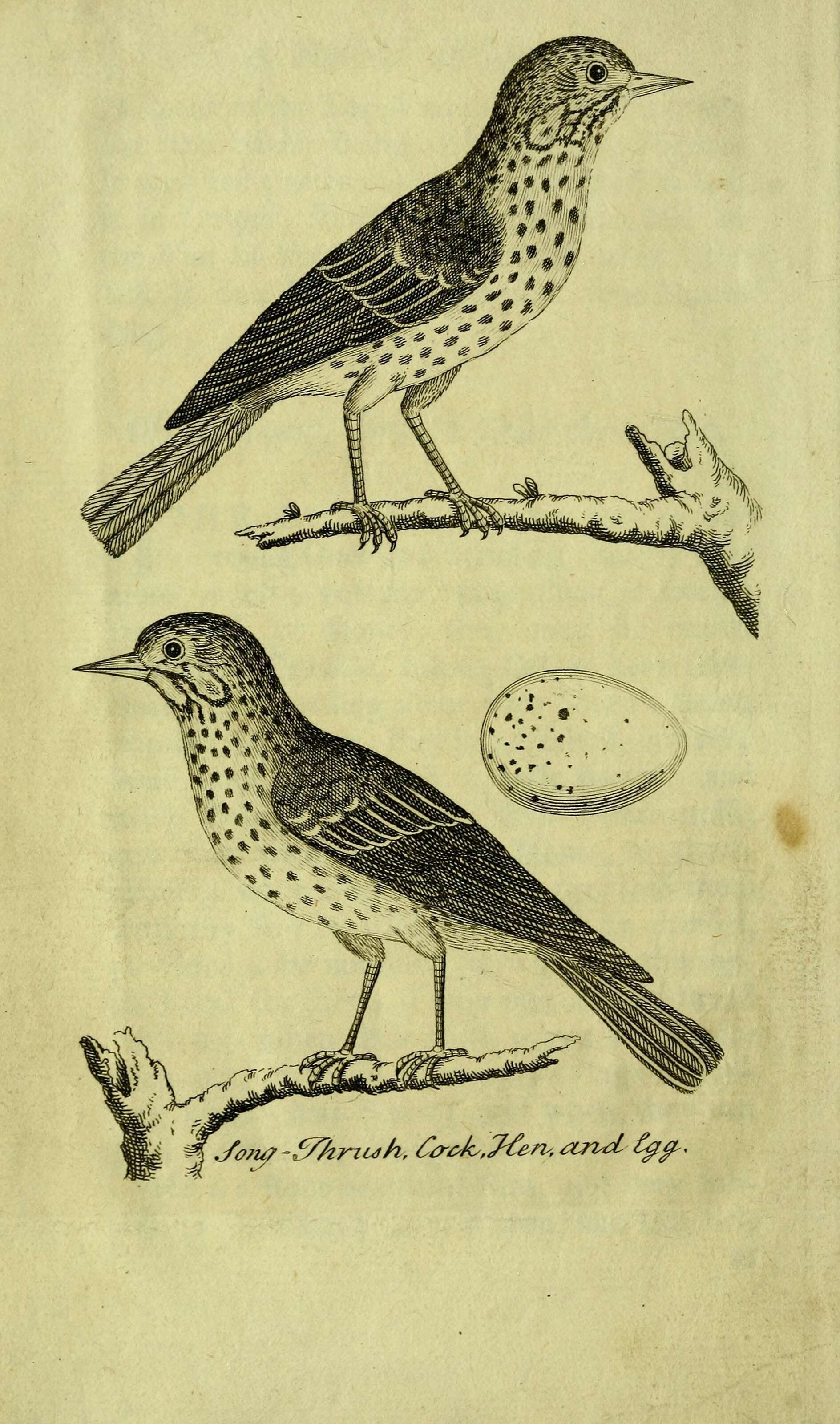 Image of Song Thrush