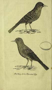 Image of Sturnus Linnaeus 1758