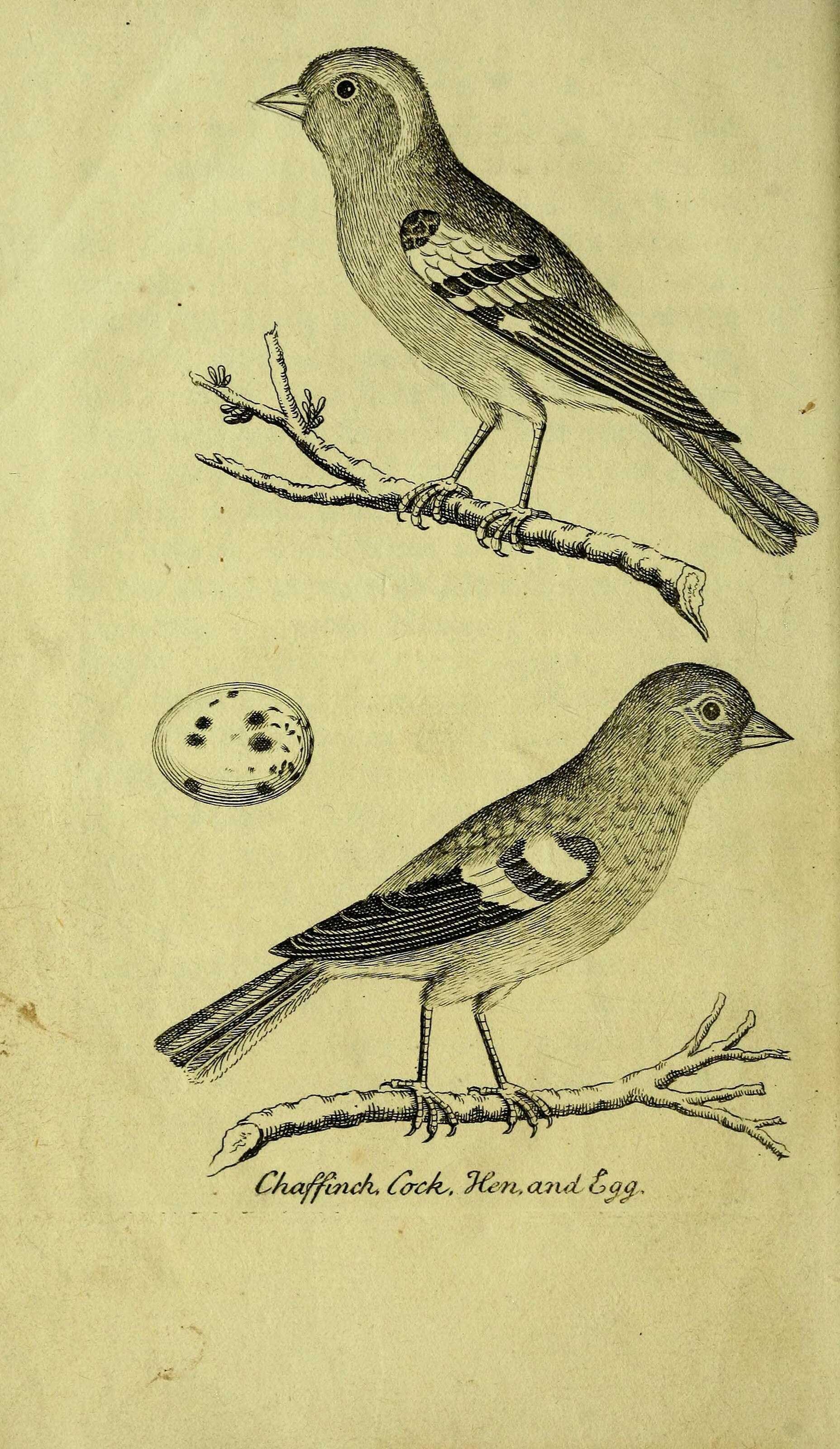 Image of Fringilla Linnaeus 1758