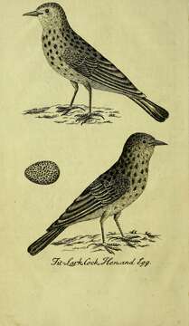 Image of Skylark