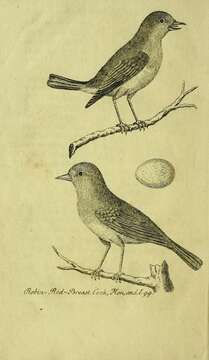 Image of Erithacus Cuvier 1800