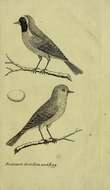 Image of Common Redstart