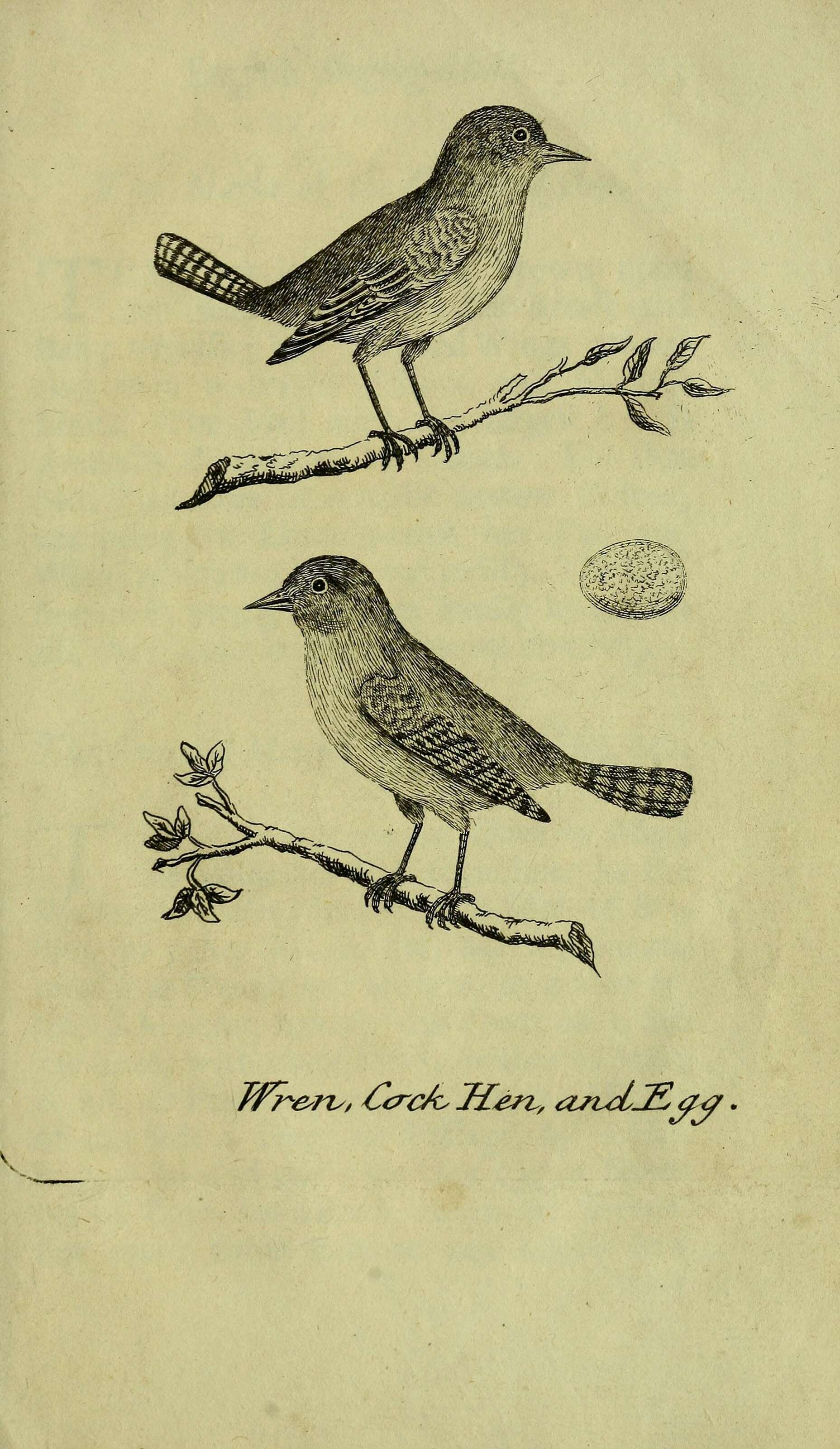 Image of Eurasian Wren