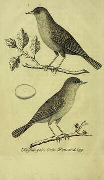 Image of nightingale, common nightingale