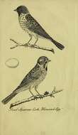 Image of Common Reed Bunting