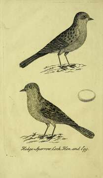 Image of Dunnock