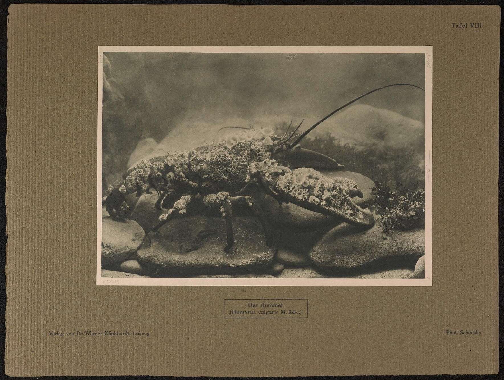 Plancia ëd Homarus gammarus (Linnaeus 1758)