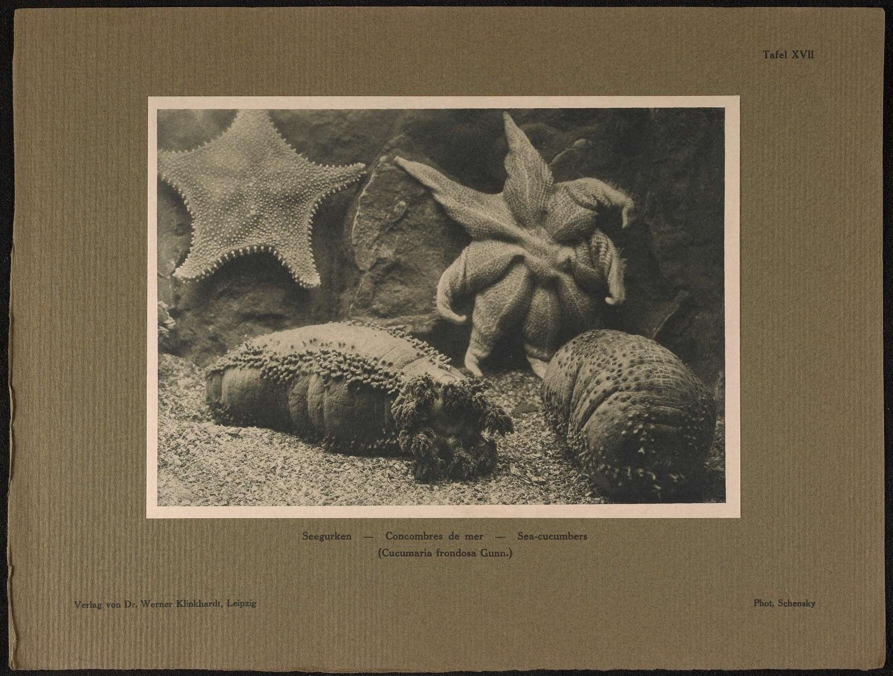 Imagem de Orange-footed sea cucumber