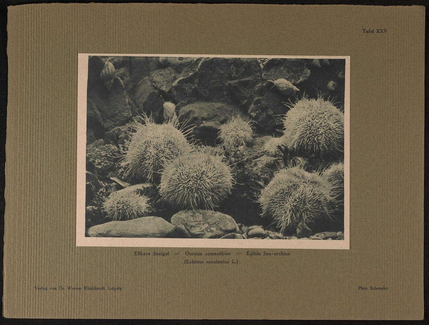 Image of Edible sea urchin