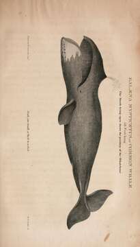 Image of Balaena Linnaeus 1758