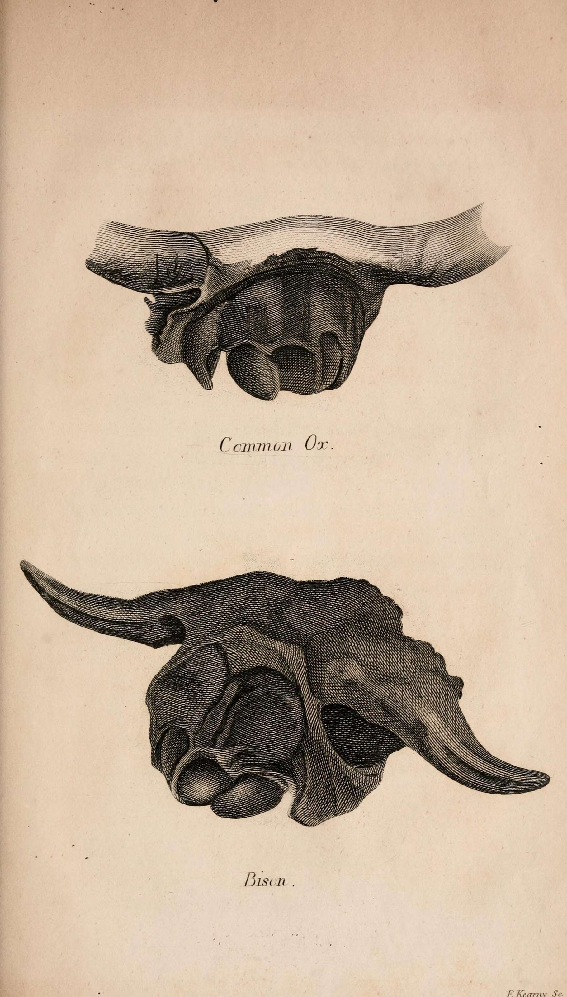 Bos taurus Linnaeus 1758的圖片