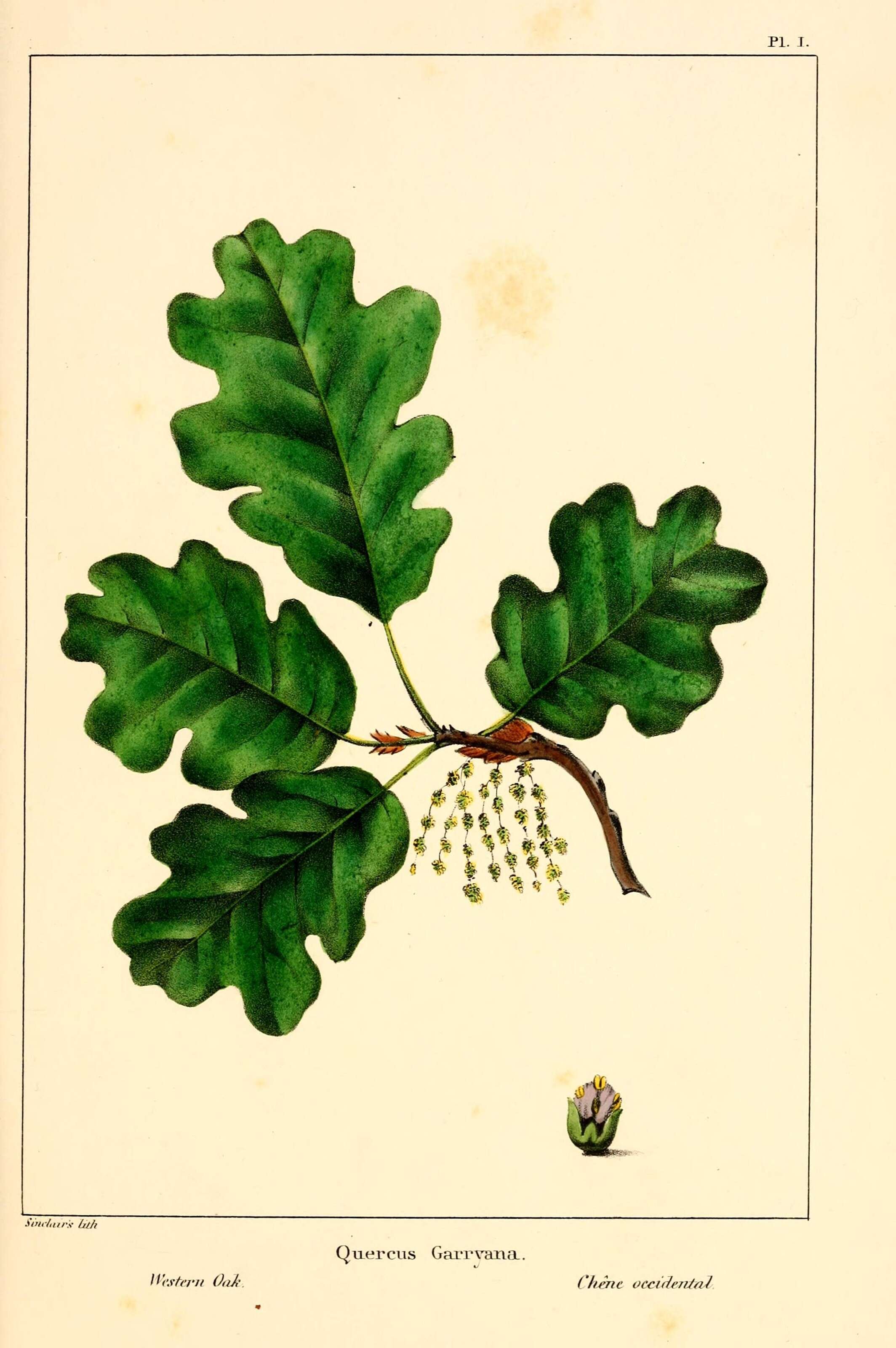 Image of Brewer Oak