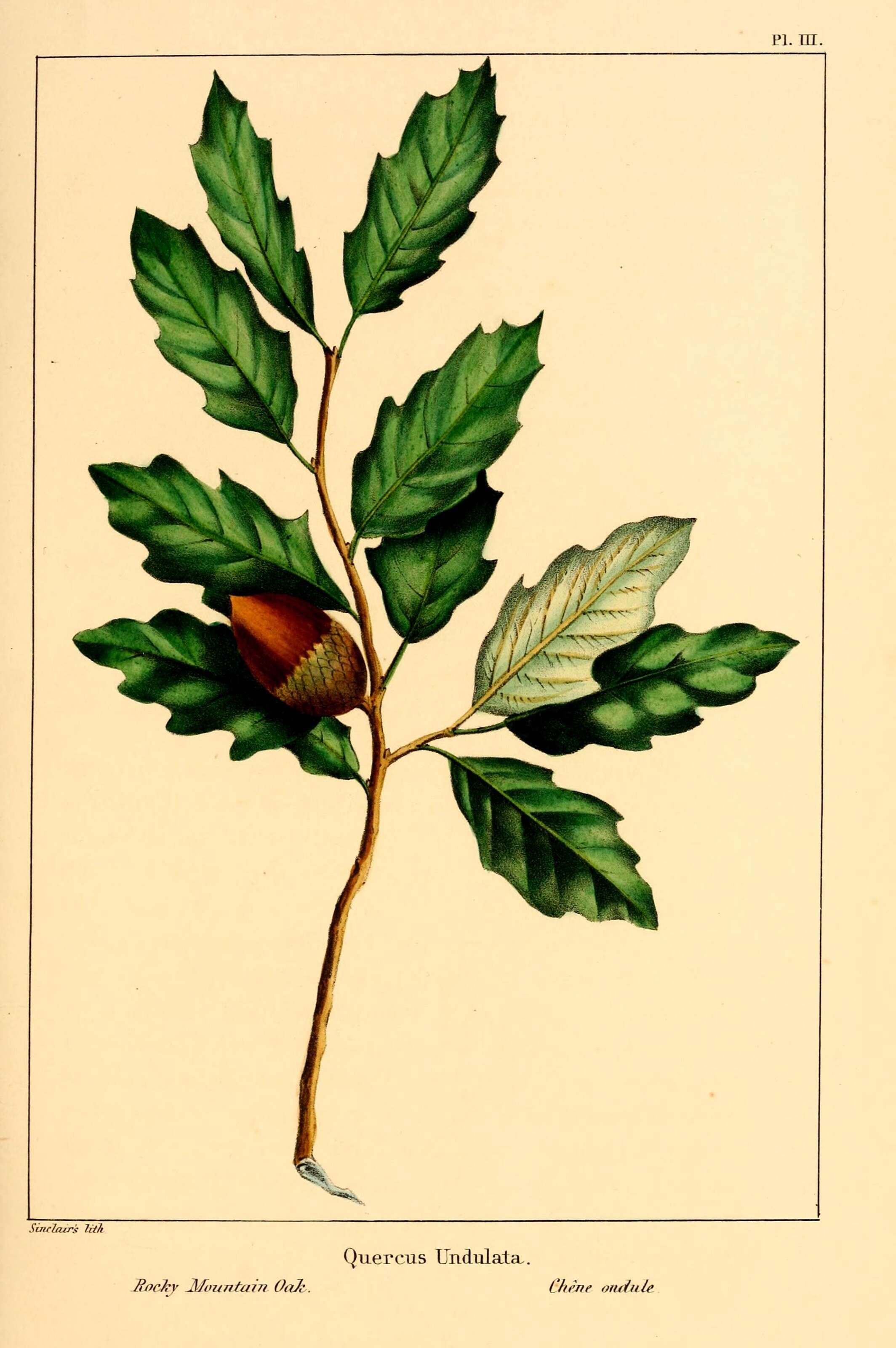Sivun Quercus undulata Torr. kuva
