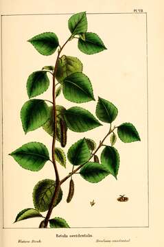 Image of Black birch