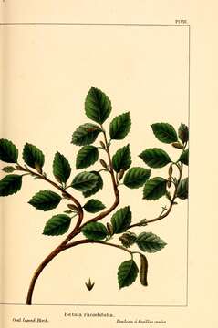 Image de Betula pubescens var. pubescens