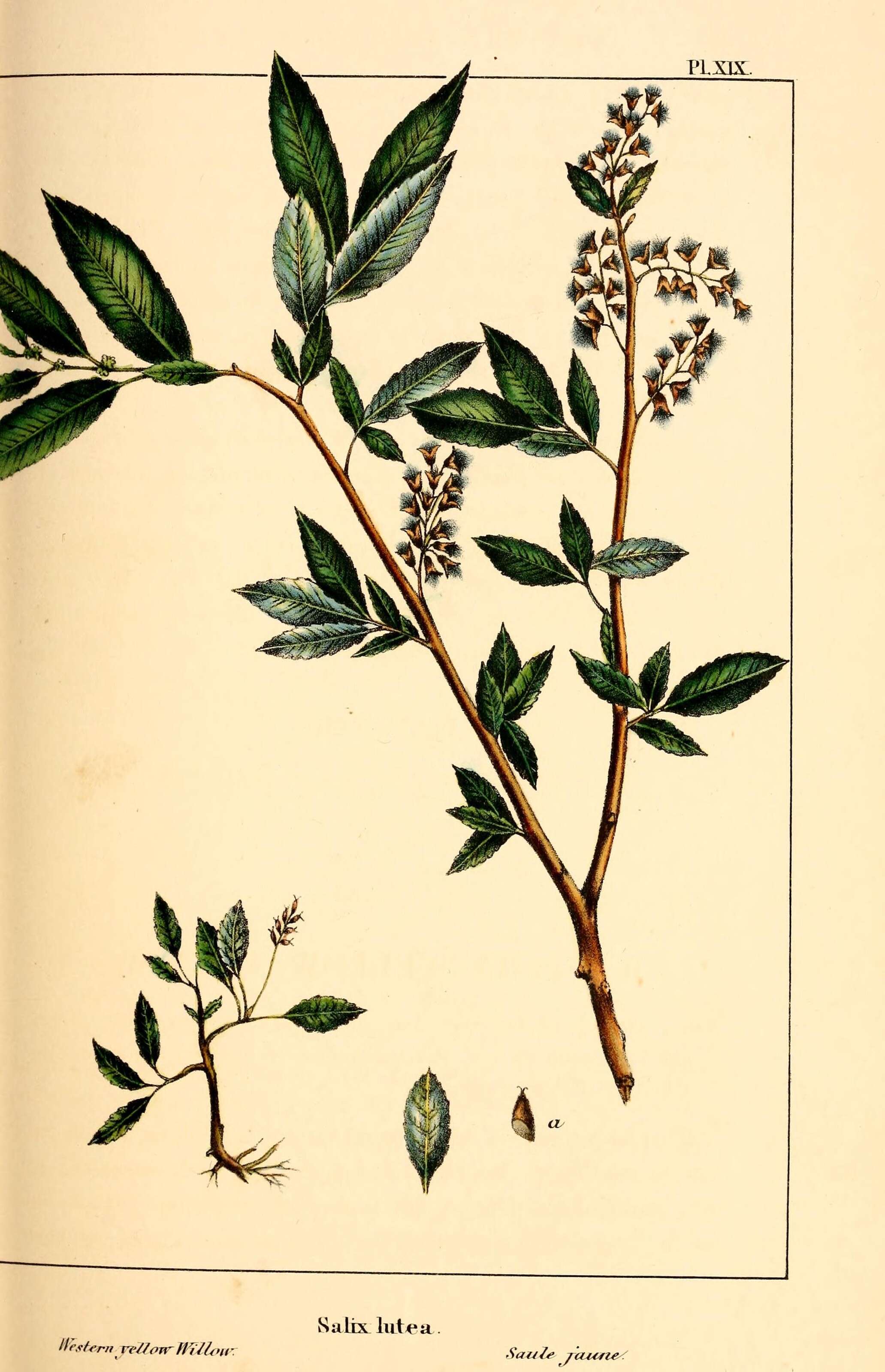 Imagem de Salix lutea Nutt.