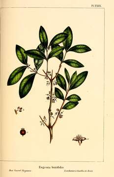 Imagem de Eugenia buxifolia Lam.