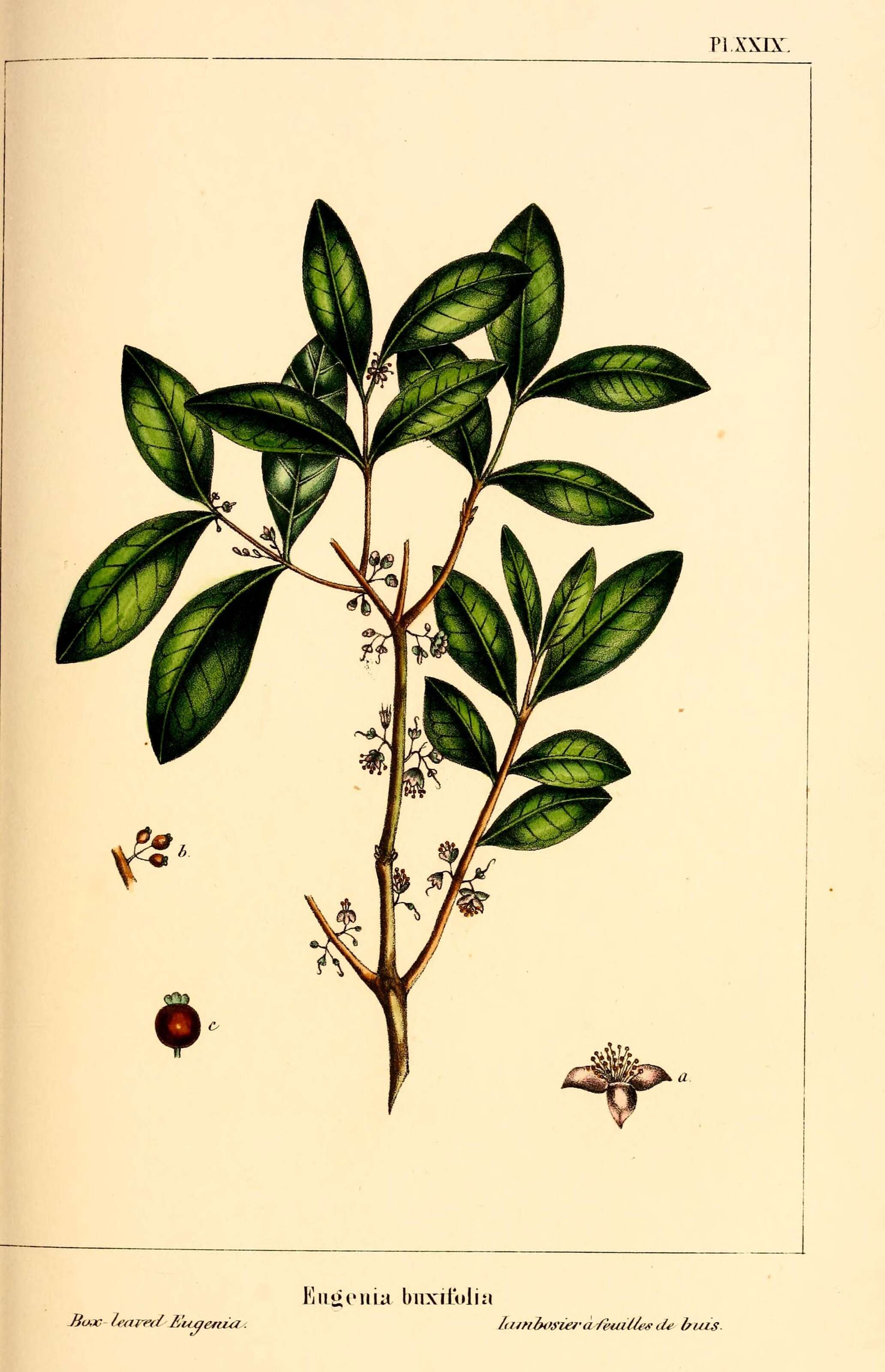 Image of Eugenia buxifolia Lam.