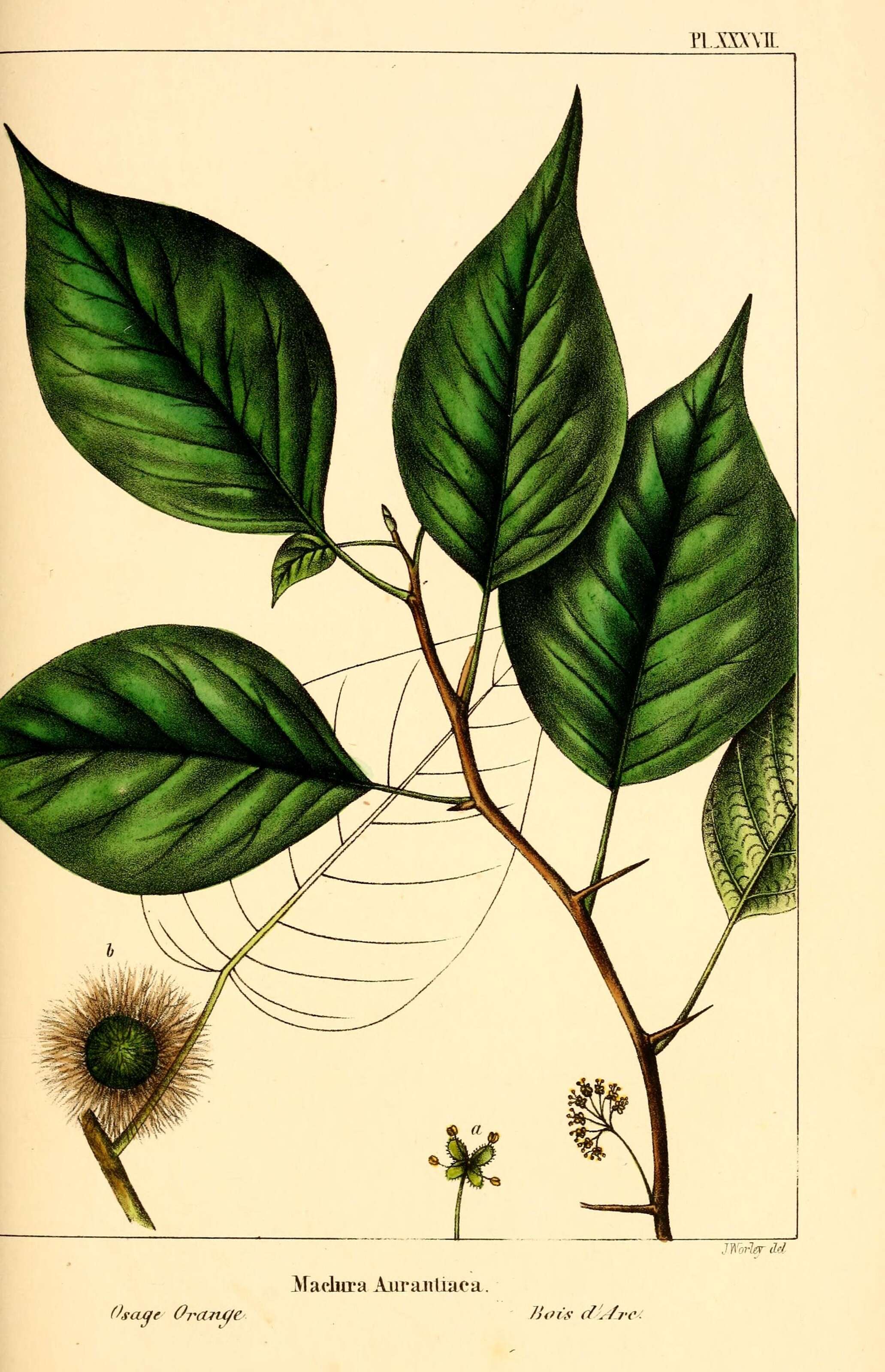 Image of fig family