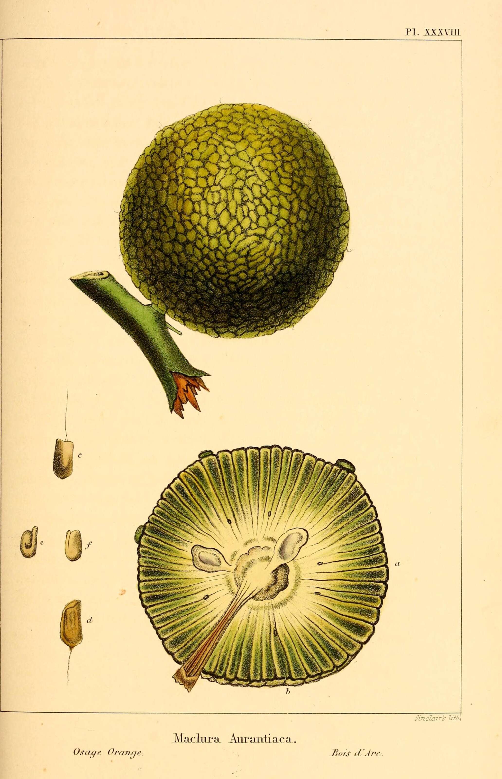 Image of fig family