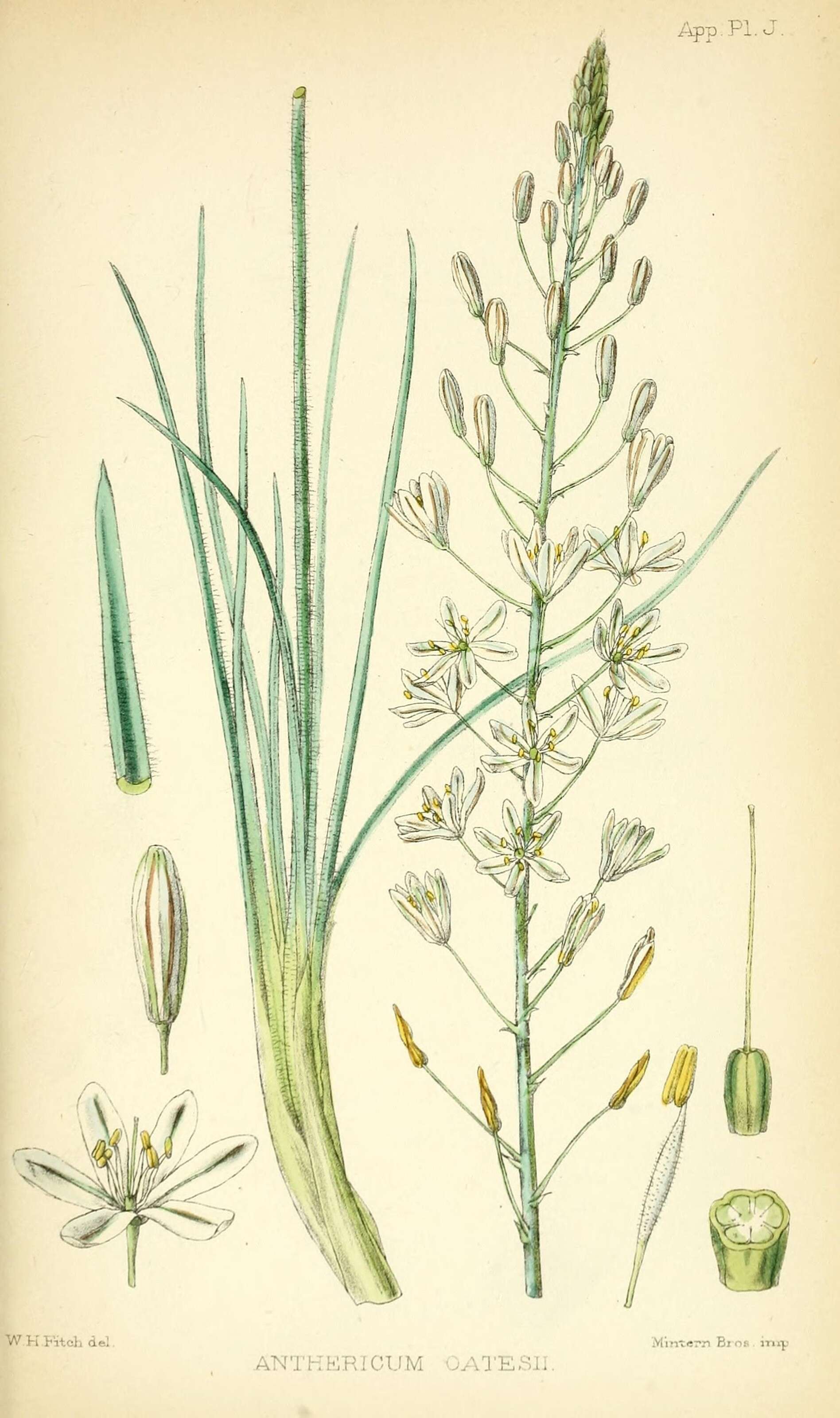 Image of Trachyandra saltii (Baker) Oberm.