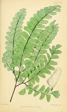 Image of Adiantum patens Willd.