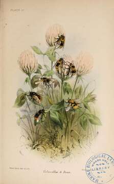 Image de Volucella