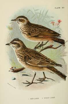 Image of Skylark