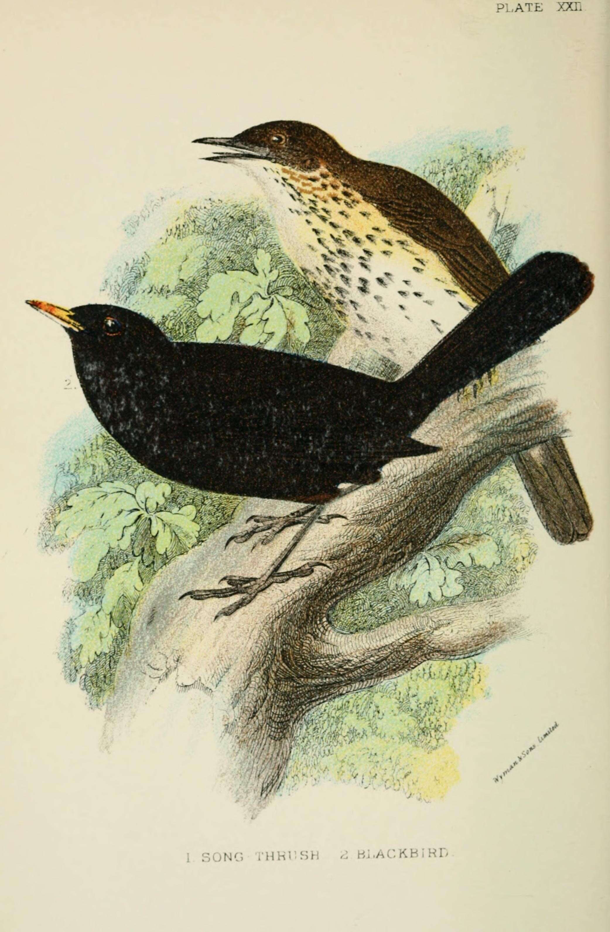 Image of Song Thrush