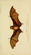 Image of Indian Flying Fox