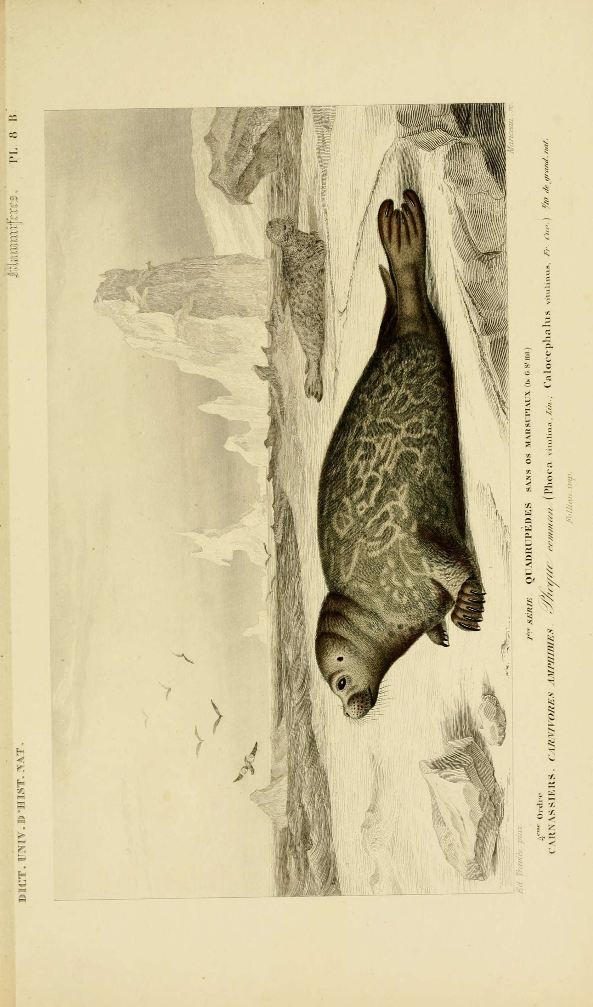 Image of Mediterranean Monk Seal