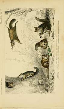 Image of American Flying Squirrels