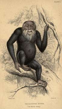 Image of chimpanzee