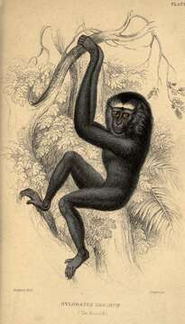 Image of Hoolock Gibbon