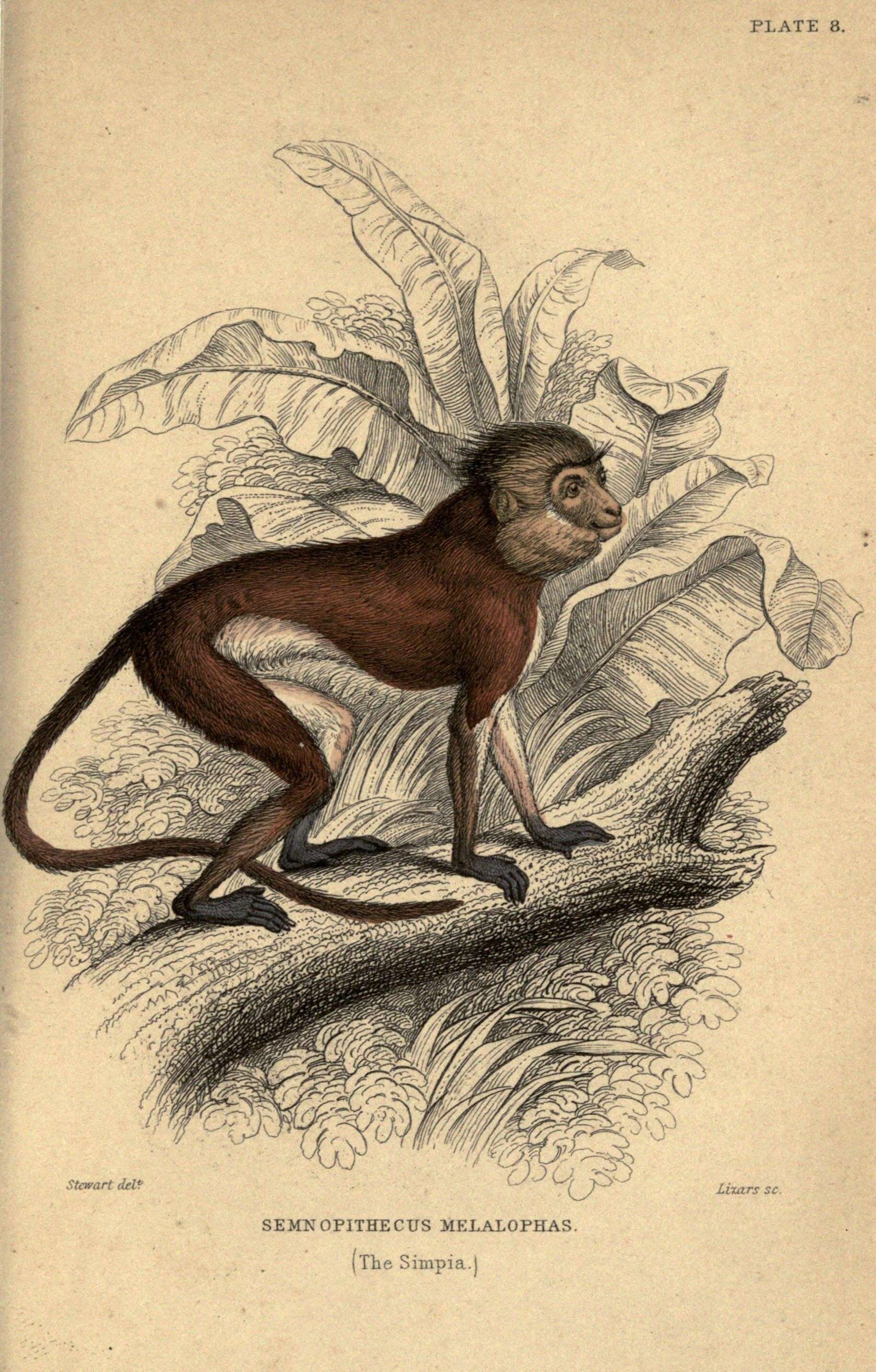 Слика од Presbytis melalophos (Raffles 1821)